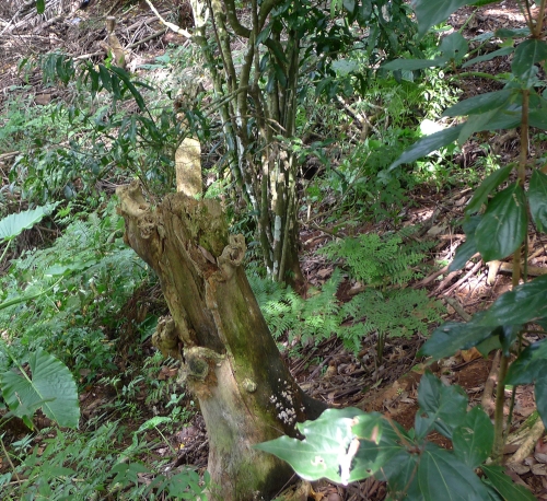 coral-tree-stump
