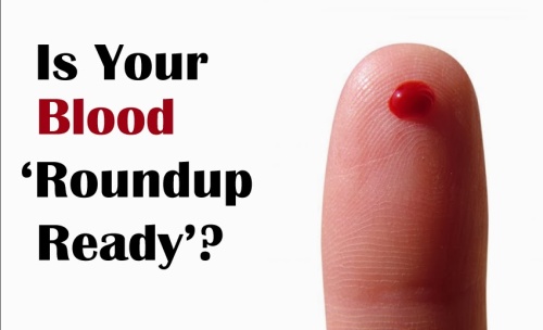 roundup_ready_blood_gmos