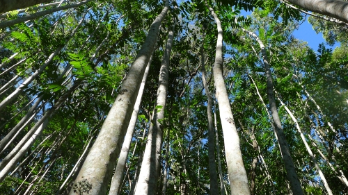 pencil-cedar-forest