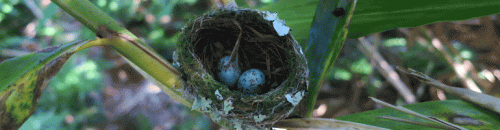 cropped-yellow-robin-eggs.gif