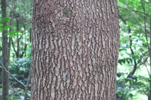 beautiful-tree-trunk